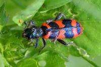 Trichodes alvearius