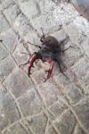 Lucanus cervus cervus