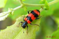 Trichodes apiarius
