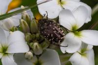 Oxythyrea funesta