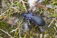 Carabus violaceus