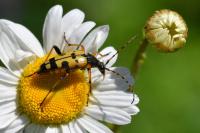 Rutpela maculata