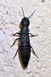 Ocypus olens