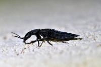 Ocypus olens