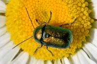 Cryptocephalus