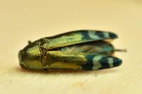 Coraebus fasciatus