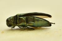 Coraebus fasciatus