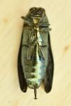 Coraebus fasciatus