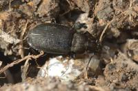Chlaenius tristis