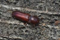 Oxylaemus cylindricus