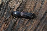 Colydium elongatum