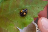 Harmonia axyridis