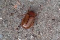 Amphimallon