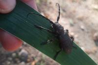 Lamia textor