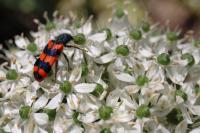 Trichodes alvearius