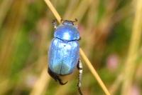 Hoplia coerulea