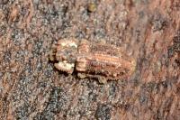 Endophloeus markovichianus