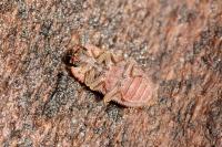 Endophloeus markovichianus