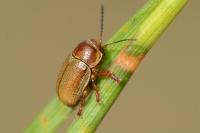 Cryptocephalus pini