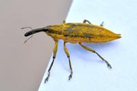 Lixus iridis