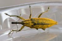 Lixus iridis