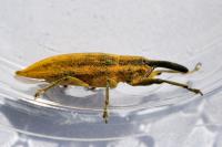 Lixus iridis