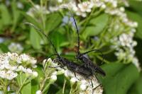 Cerambyx cerdo cerdo