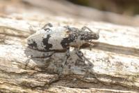 Bothynoderes affinis