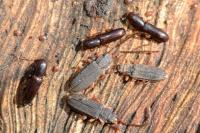 Teredus cylindricus