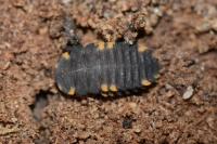 Endomychus coccineus