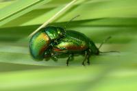 Chrysolina graminis