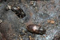 Biphyllus lunatus