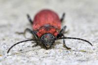 Pyrrhidium sanguineum