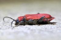 Pyrrhidium sanguineum