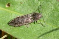 Actenicerus sjaelandicus