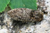 Agrypnus murinus