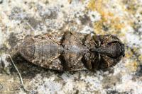 Agrypnus murinus