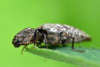 Agrypnus murinus