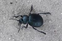 Timarcha tenebricosa