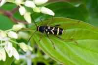 Clytus arietis