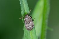 Agrypnus murinus