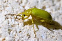 Cteniopus sulphureus