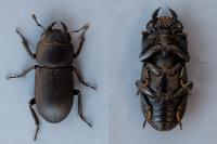 Dorcus parallelipipedus