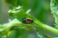 Harmonia axyridis
