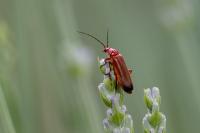 Rhagonycha fulva
