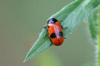 Clytra laeviuscula