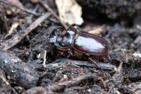 Oryctes nasicornis