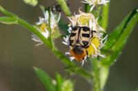 Trichius gallicus