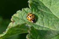 Harmonia axyridis