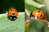 Coccinella septempunctata